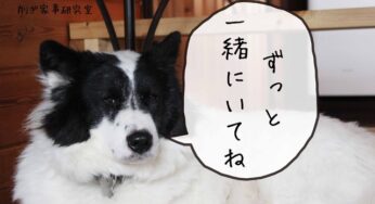 動物愛護週間の【ど真ん中】に読んでほしい記事。