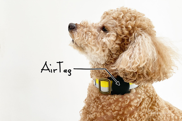 【迷子防止】犬の首輪にAirTag（エアタグ）装着！！