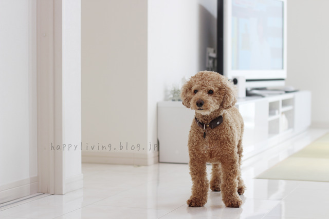 愛犬の日 ブログ おすすめ 犬と暮らす トイプードル 室内フリー (4)